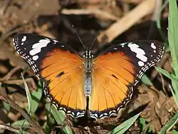 Hypolimnas misippus ♀