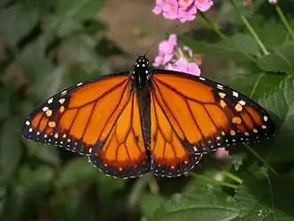 Danaus erippus