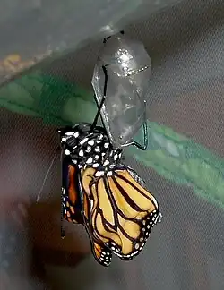 Déploiement des ailes.