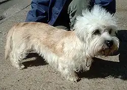 Dandie Dinmont terrier.