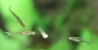 Description de l'image Danionella translucida bolton aquarium.JPG.