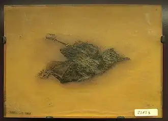 Description de l'image Dans l'ombre des dinosaures - Primozygodactylus - 017.jpg.