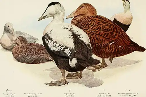 Somateria mollissima (1907).