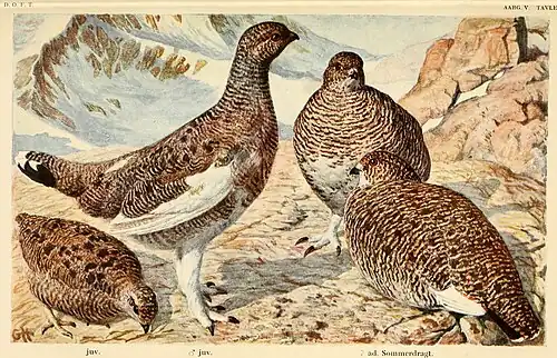 Lagopus muta (1910).