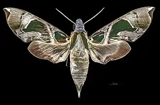 Face dorsale de la femelle(coll.MHNT)