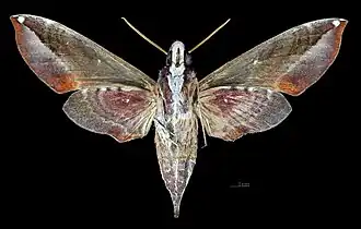 Revers de la femelle(coll.MHNT)