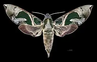 Description de cette image, également commentée ci-après