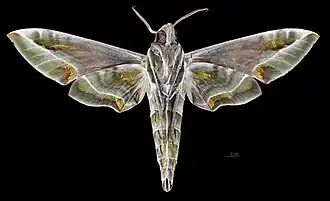 Revers du mâle(coll.MHNT)