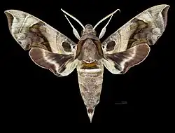 Avers du mâle(coll.MHNT)