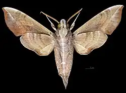 Revers du mâle(coll.MHNT)