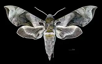 Avers de la femelle(coll.MHNT)