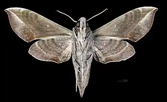 Revers de la femelle(coll.MHNT)