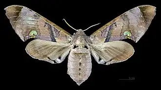 Avers de la femelle (coll.MHNT)