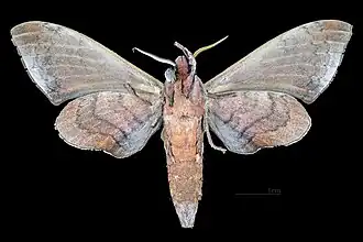 Revers du mâle (coll.MHNT)