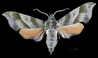 Avers du mâle (coll.MHNT)