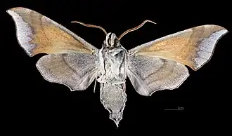 Revers du mâle(coll.MHNT)