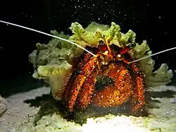 Un bernard-l'ermite à points blancs (Dardanus megistos)