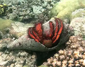 Dardanus megistos, un Diogenidae.