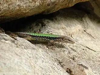 Description de l'image Darevskia brauneri from Adygea.jpg.