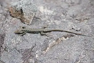 Description de l'image Darevskia portschinskii .jpg.