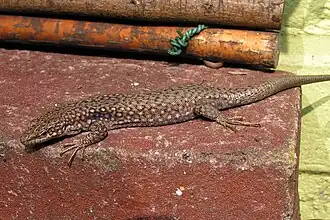 Description de cette image, également commentée ci-après