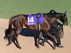 Photograhie d'un cheval de course sellé vu par le dessus.