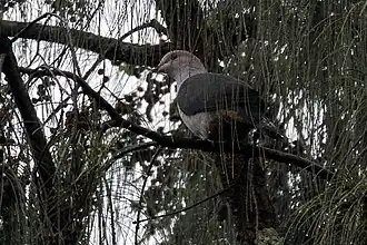 Description de l'image Dark-backed Imperial Pigeon.jpg.