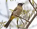 Bulbul des jardins