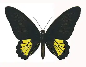 Description de l'image Darsius male.jpg.