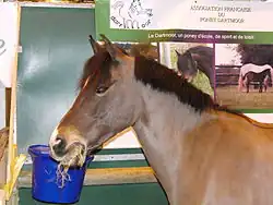 Photo d'un poney Dartmoor au salon international de l'agriculture 2010.