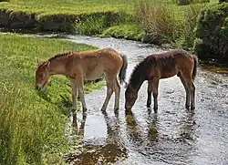 Deux poulains Dartmoor, l'un bai, l'autre brun en train de se nourrir.