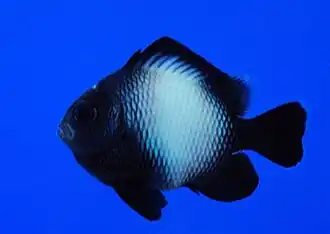 Description de l'image Dascyllus_albisella.jpg.