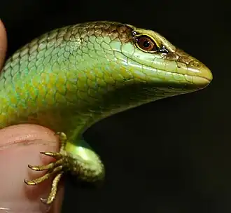 Description de l'image Dasi oliva 110125-11606 aip.jpg.