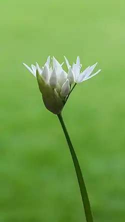 Inflorescence d'Ail des ours.
