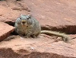 Petromus typicus (Petromuridae)