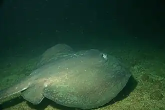 Description de l'image Dasyatis dipterura.jpg.
