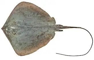 Dasyatis fluviorum