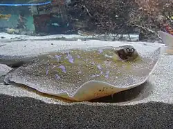 Dasyatis marmorata