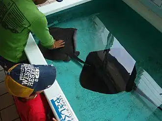 Description de l'image Dasyatis matsubarai.JPG.