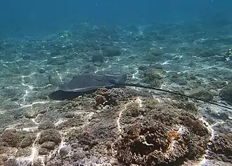 Raie fouet (peut-être Bathytoshia lata?)