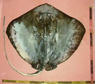 Description de l'image Dasyatis ushiei04.png.