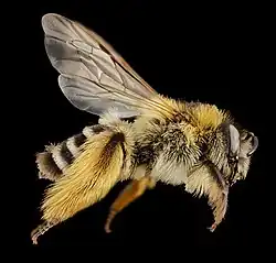 Scopa velue sur les patte d'une Dasypoda.