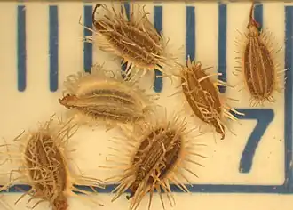 Fruits de Carotte (Daucus carota).