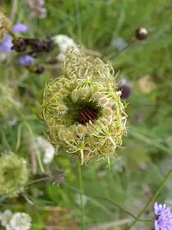 Graphosome rayé dans le « nid d'oiseau ».