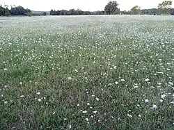 Fleurs de carotte sauvage dans un pré en Haute-Garonne.