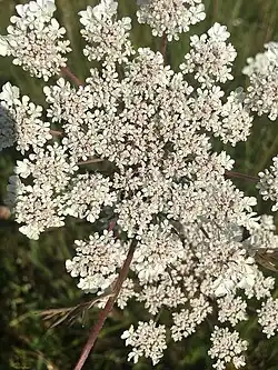 Ombelle presque plane, vue du dessus.