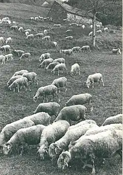 Photo d'un troupeau de moutons en train de brouter.