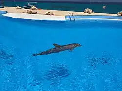 Dauphin au delphinarium.