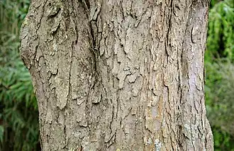 Tronc de Davidia involucrata