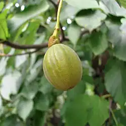 Fruit